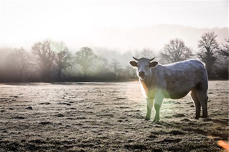 France, Auvergne, Charolais cattle in field Photographie de stock - Rights-Managed, Code: 877-08129257