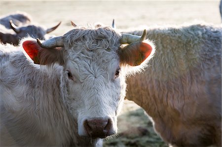 France, Auvergne, Charolais cattle herd in field Photographie de stock - Rights-Managed, Code: 877-08129258