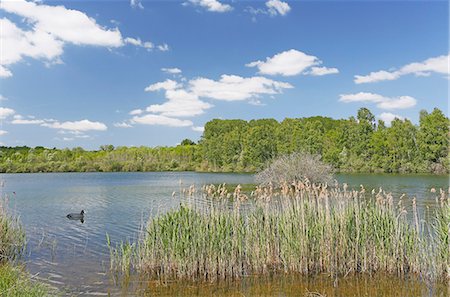 foulque - France,Seine et Marne. Episy. Marshes and lake'' Episy. Natural reserve area. Coot in foreground. Photographie de stock - Rights-Managed, Code: 877-08129336
