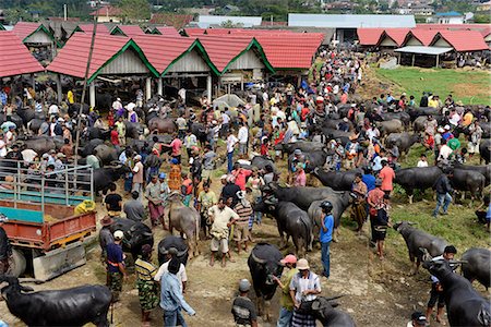 recua - Rantepao buffalo market in Tana Toraja,  Sulawesi island, Indonesia,South East Asia Foto de stock - Con derechos protegidos, Código: 877-08129606