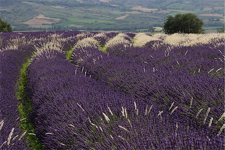 rhone-alpes - France, Drome, Provence, a lavender field sprinkled with white grass Foto de stock - Con derechos protegidos, Código: 877-08898126