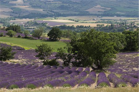 simsearch:877-08129080,k - France, Drome, Provence, large lanscape on lavender fields seen from above Fotografie stock - Rights-Managed, Codice: 877-08898127