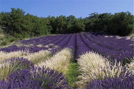 drome - France, Drome, Provence, a lavender field sparkled with white grass Foto de stock - Con derechos protegidos, Código: 877-08898121