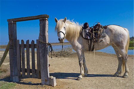 France, Southern France, Gard, Camargue, Saintes Maries de la Mer, Camargue horse Foto de stock - Con derechos protegidos, Código: 877-08898202