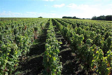 simsearch:877-08128712,k - France, Loir et Cher, Ange, Clos Roussely, Vincent Roussely's vineyard in August, organic winemaker, mandatory caption : Clos Roussely Photographie de stock - Rights-Managed, Code: 877-08898474