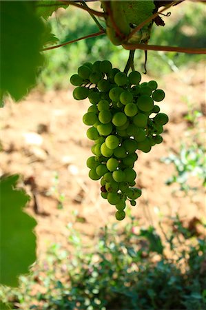 France, Loir et Cher, Ange, Clos Roussely, young bunch of grapes at Vincent Roussely's, organic winemaker, mandatory caption : Clos Roussely Stock Photo - Rights-Managed, Code: 877-08898478