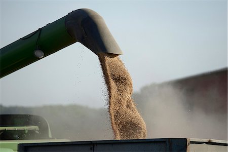 seine et marne - Wheat, filling a bucket for harvest Foto de stock - Direito Controlado, Número: 877-08898551