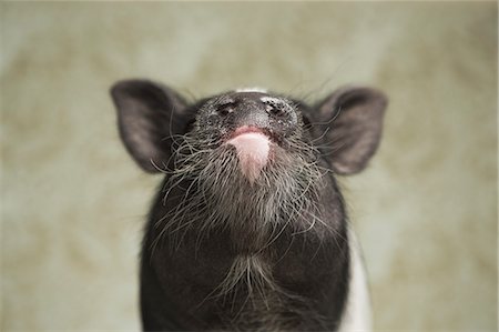 Portrait of a Pig in Wealthy Home setting Photographie de stock - Rights-Managed, Code: 878-07442437