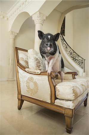 domestic animal - A miniature pot bellied pig sitting on his haunches on an antique chair with thick cushions, in a large elegantly furnished mansion in Texas. Photographie de stock - Rights-Managed, Code: 878-07442431