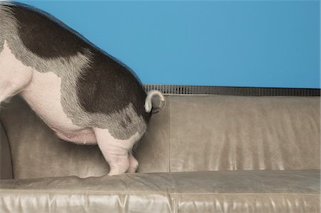 A black and white pot bellied pig standing on  sofa, in a domestic home. Stockbilder - Lizenzpflichtiges, Bildnummer: 878-07442446