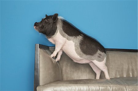 A black and white pot bellied pig standing on a  sofa, in a domestic home. Photographie de stock - Rights-Managed, Code: 878-07442447