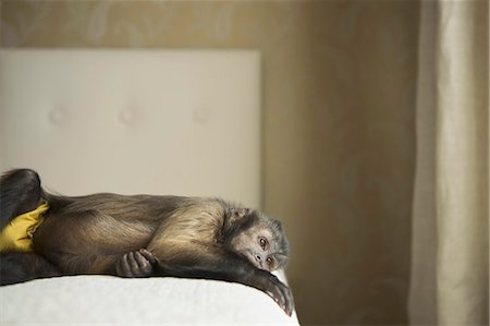 primative - A capuchin monkey lying on his side on a bed. Photographie de stock - Rights-Managed, Code: 878-07442456