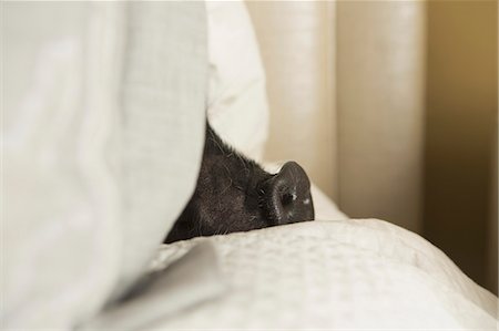 A mini pot bellied pig lying under the covers of a bed. Stock Photo - Rights-Managed, Code: 878-07442464