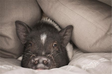 A mini pot bellied pig lying under the covers of a bed. Photographie de stock - Rights-Managed, Code: 878-07442465