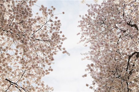 simsearch:622-06191361,k - Blooming cherry blossom trees, flowering in the spring. Pink flowers. Stock Photo - Rights-Managed, Code: 878-07442491