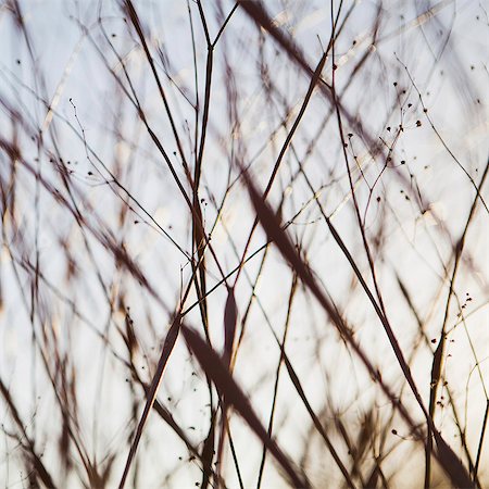 Close up of dried desert flowers in Joshua Tree national park. Photographie de stock - Rights-Managed, Code: 878-07442502