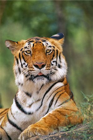 en voie d'extinction - Bengal tiger, Panthera tigris tigris, Western Ghats, India Photographie de stock - Rights-Managed, Code: 878-07442615