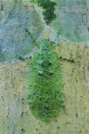 Lichen-mimicking katydid on tree trunk, Tettigoniidae family, Sabah, Borneo Photographie de stock - Rights-Managed, Code: 878-07442637
