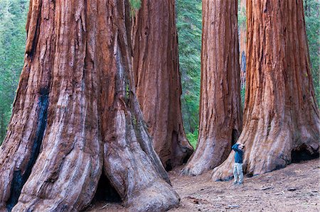 Sequoia trees in Yosemite National Park. A person standing at the base, looking upwards. Foto de stock - Con derechos protegidos, Código: 878-07442647