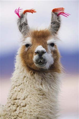 south american mammal - Llama, Bolivia Photographie de stock - Rights-Managed, Code: 878-07442655