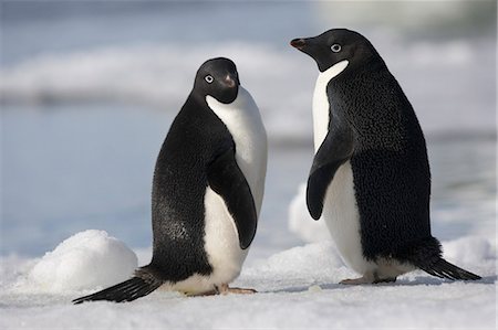 simsearch:614-08875801,k - A pair of Adelie penguins in the  late afternoon light in Antarctica. Foto de stock - Con derechos protegidos, Código: 878-07442684