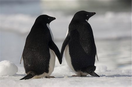 simsearch:6118-07354075,k - Adelie penguins standing side by side toucing flippers on Paulet Island, Antarctica Stock Photo - Rights-Managed, Code: 878-07442685