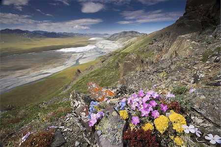 simsearch:878-07442484,k - Hardy arctic wildflowers grow only a few inches high in order to reduce exposure to the moisture-robbing winds, Arctic National Wildlife Refuge. Stock Photo - Rights-Managed, Code: 878-07442688