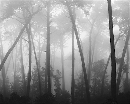 Coastal mist softens the graceful lines of Monterey pines. They are part of a larger grove lining a ridge on the Monterey Coast. Foto de stock - Con derechos protegidos, Código: 878-07442695