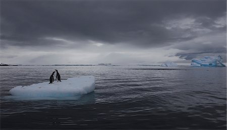 pack ice - Gentoo penguins on an iceberg, Antarctica Stock Photo - Rights-Managed, Code: 878-07442691