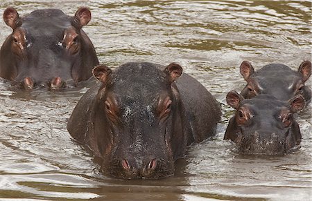 Hippopotamuses and calves, Kenya Foto de stock - Con derechos protegidos, Código: 878-07442709