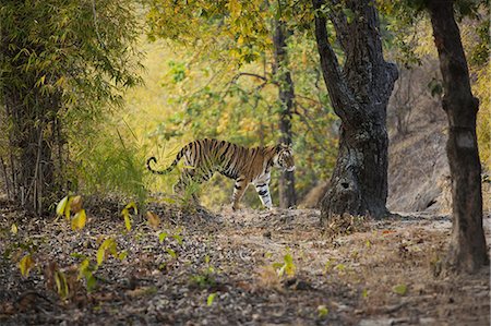 Tiger, Bandhavgarh National Park, Madhya Pradesh, India Photographie de stock - Rights-Managed, Code: 878-07442702