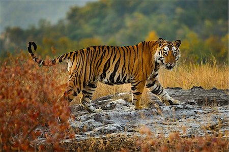 Tiger, Bandhavgarh National Park, Madhya Pradesh, India Fotografie stock - Rights-Managed, Codice: 878-07442703