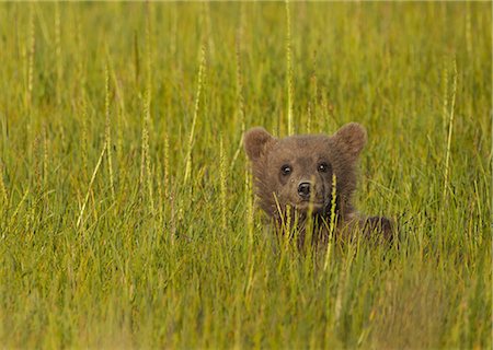 Brown bear cub, Lake Clark National Park, Alaska, USA Stock Photo - Rights-Managed, Code: 878-07442714