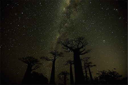 Clear nighttime skies in Madagascar allow the glow of the Milky Way to shine behind baobab trees. The sky's clarity is largely a result of fresh ocean breezes that sweep across the island. No large cities exist within a thousand miles of this site. This thirty-second exposure captures Milky Way--it is a long enough exposure to record the light but short enough to limit blurring. Stock Photo - Rights-Managed, Code: 878-07442715