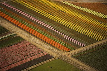 Tulips in bloom create a colourful pattern in the fields of Skagit Valley, Washington, seen from the air. Photographie de stock - Rights-Managed, Code: 878-07442729