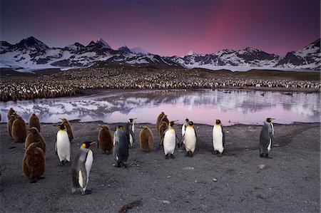 south georgia island - King Penguins, Aptenodytes patagonicus, in groups on the beach at dusk on South Georgia Island. Stock Photo - Rights-Managed, Code: 878-07442735