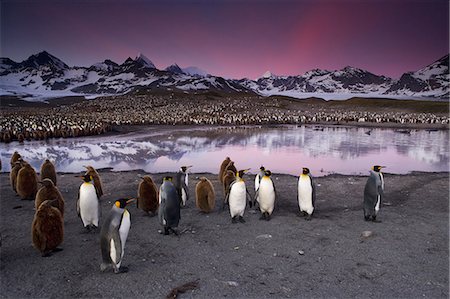 pinguino reale - King Penguins, Aptenodytes patagonicus, in groups on the beach at dusk on South Georgia Island. Fotografie stock - Rights-Managed, Codice: 878-07442735