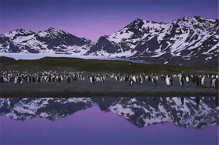 simsearch:6118-07353816,k - King Penguins, Aptenodytes patagonicus, in groups on the beach at dusk on South Georgia Island. Photographie de stock - Rights-Managed, Code: 878-07442737
