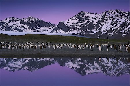 simsearch:878-07442710,k - King Penguins, Aptenodytes patagonicus, in groups on the beach at dusk on South Georgia Island. Stock Photo - Rights-Managed, Code: 878-07442737