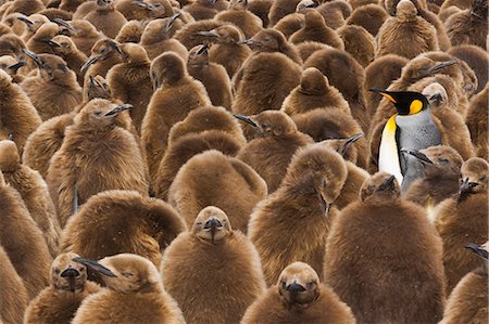A colony of King Penguins, Aptenodytes patagonicus. Fledgling chicks with brown fluffy coats, standing in large groups, with some adults among them. Photographie de stock - Rights-Managed, Code: 878-07442739