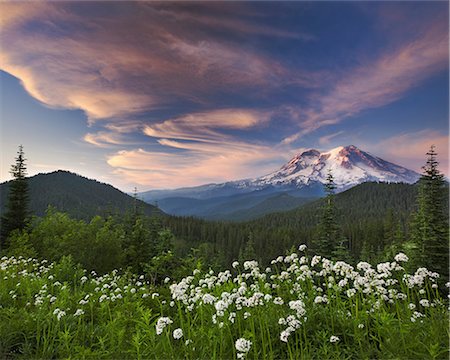 simsearch:878-07590773,k - Mount Rainier, a snow capped peak, surrounded by forest reflected in the lake surface in the Mount Rainier National Park. Sunset. Cloud formations. Photographie de stock - Rights-Managed, Code: 878-07442731