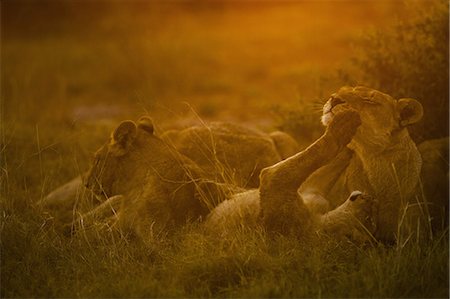 roughhousing - Lions resting and playing in the evening sun in Chobe National Park, Botswana Photographie de stock - Rights-Managed, Code: 878-07442746