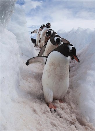 Gentoo penguins using a well worn pathway through the snow, to reach the sea. Antarctica Stock Photo - Rights-Managed, Code: 878-07442748