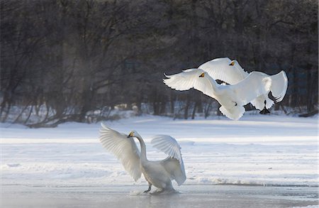 posar (aterrizar) - Whooper swans, Hokkaido, Japan Foto de stock - Con derechos protegidos, Código: 878-07442756