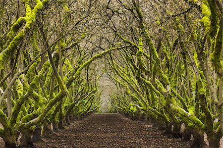 Overgrown orchard, Oregon, USA Stock Photo - Rights-Managed, Code: 878-07442769