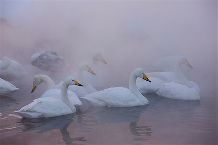 Whooper swans, Hokkaido, Japan Stock Photo - Rights-Managed, Code: 878-07442760