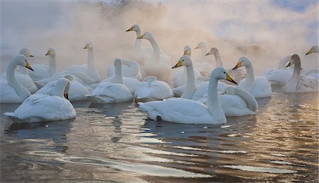 Whooper swans, Hokkaido, Japan Stock Photo - Rights-Managed, Code: 878-07442761