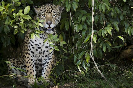 simsearch:878-07442767,k - Jaguar, a young animal peering out from the foliage in the forest in Brazil Foto de stock - Con derechos protegidos, Código: 878-07442772