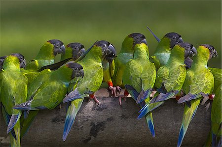 Nanday parakeets, Pantanal, Brazil Fotografie stock - Rights-Managed, Codice: 878-07442773