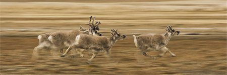 Four reindeer, Rangifer tarandus platyrhynchus, with antlers, galloping along a migration path. Fotografie stock - Rights-Managed, Codice: 878-07442790